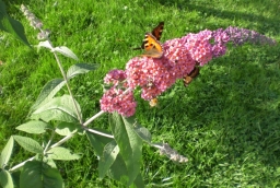 Buddleja WEYERiana